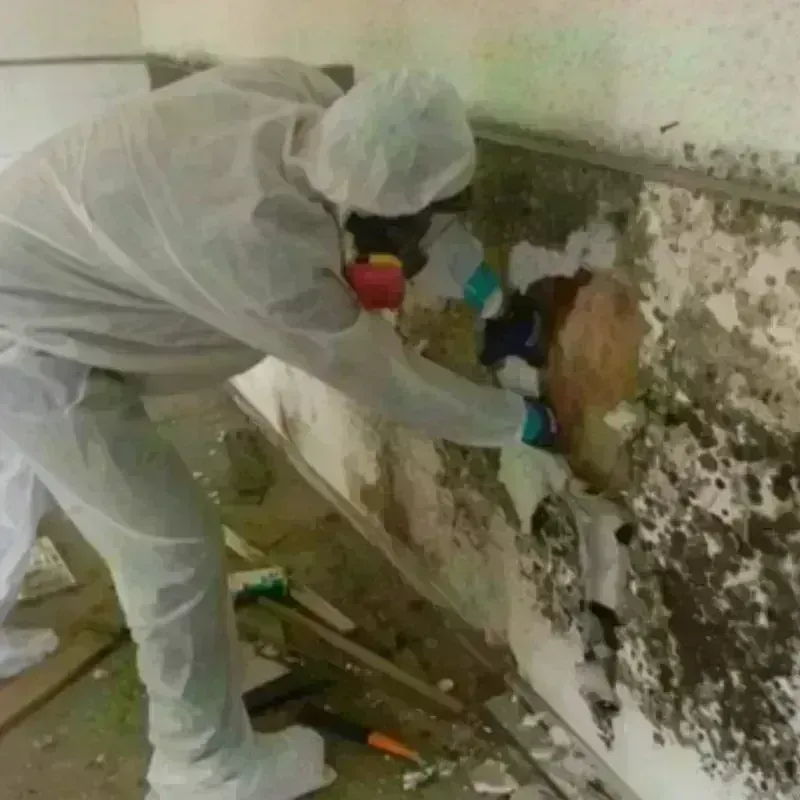 Mold Remediation and Removal in Tipton, PA